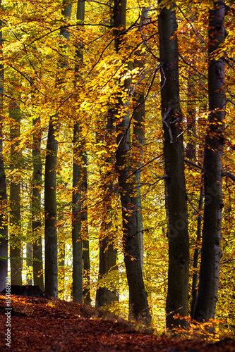 Naklejka las natura pejzaż park drzewa