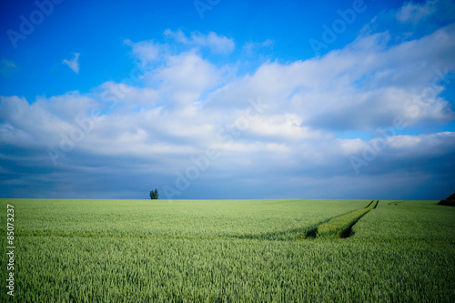 Fotoroleta rolnictwo żniwa natura drzewa