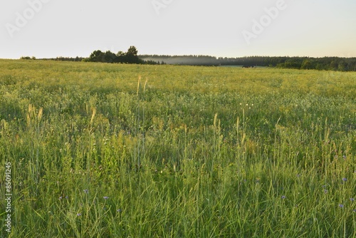 Fotoroleta lato drzewa trawa kwiat