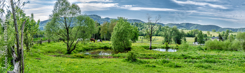 Naklejka natura stado klacz dziki