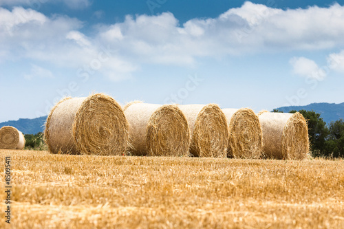 Obraz na płótnie panorama lato pszenica