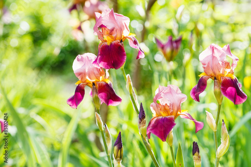 Fototapeta tall bearded iris flowers on lawn