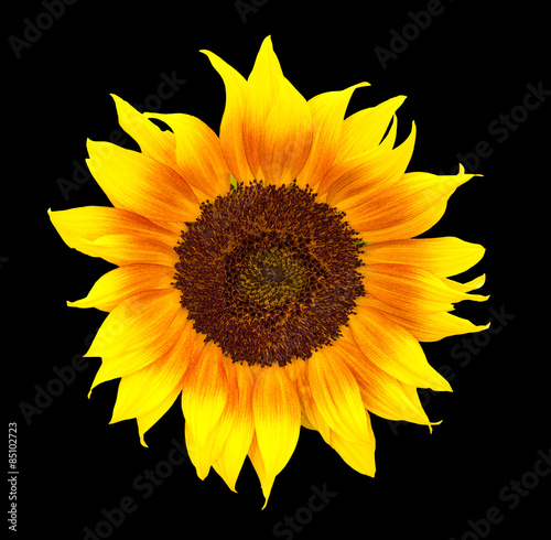 Naklejka natura kwiat słonecznik piękny żółty