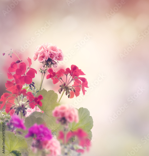 Fotoroleta pąk ogród kwiat