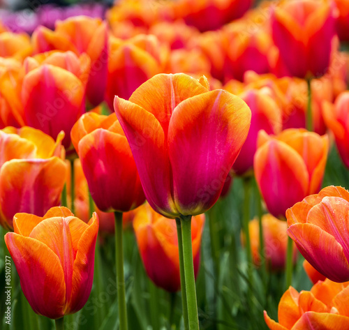 Fotoroleta kwiat roślina amsterdam piękny park