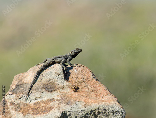 Naklejka dziki natura grecja