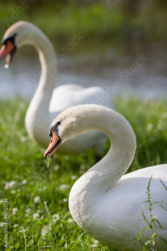 Fotoroleta woda spokojny natura park