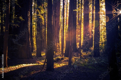 Obraz na płótnie las roślina drzewa kalifornia
