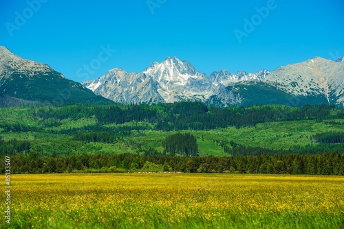 Fotoroleta śnieg las pole szczyt wzgórze