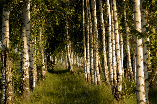 Plakat lato trawa drzewa brzoza drewno