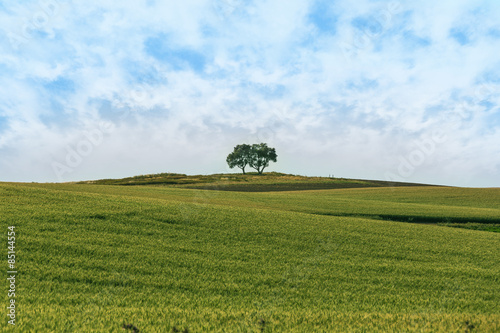 Fotoroleta pejzaż warzywo pole