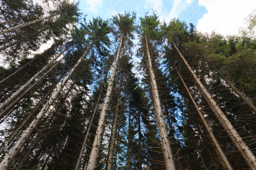 Naklejka sosna natura perspektywa