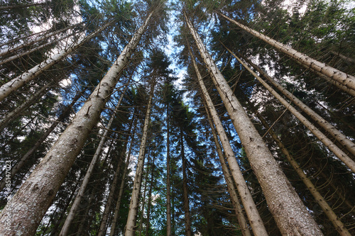 Naklejka roślina niebo natura panorama