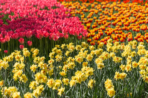 Fotoroleta tulipan park pąk świeży natura