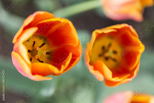 Naklejka tulipan kwiat pąk ogród