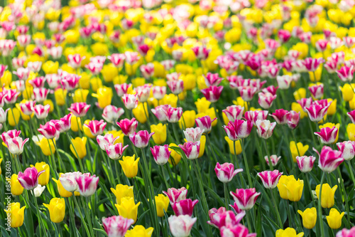 Fotoroleta roślina natura park lato tulipan