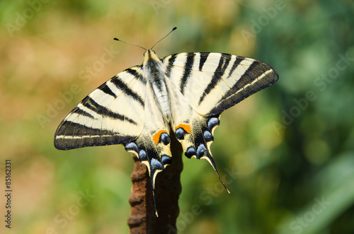 Naklejka dziki portret zwierzę motyl skrzydło