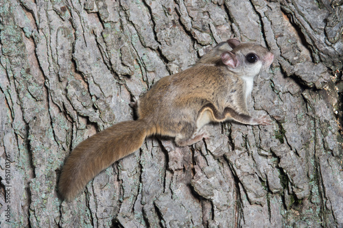 Fotoroleta gryzoń drzewa natura zwierzę dzikie zwierzę