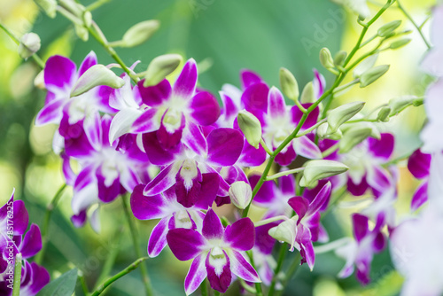 Fototapeta Colourful orchid flowers on bright summer day