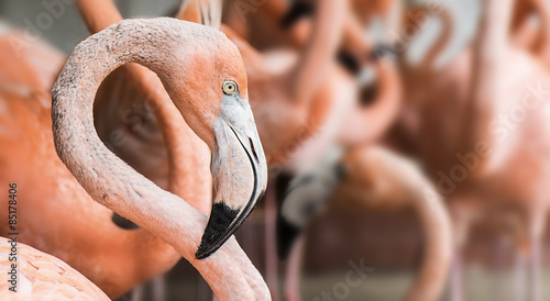 Fotoroleta flamingo portret fauna dziki natura