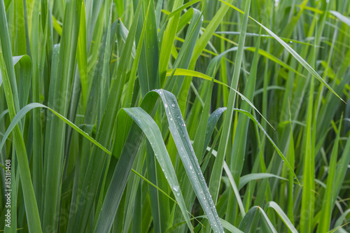 Naklejka the green grass