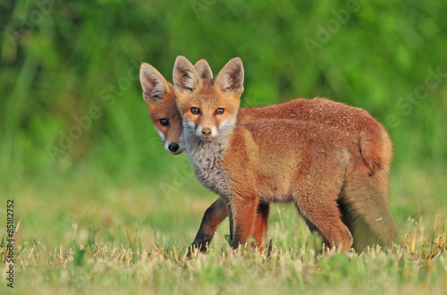 Fotoroleta łąka fauna pole zwierzę trawa