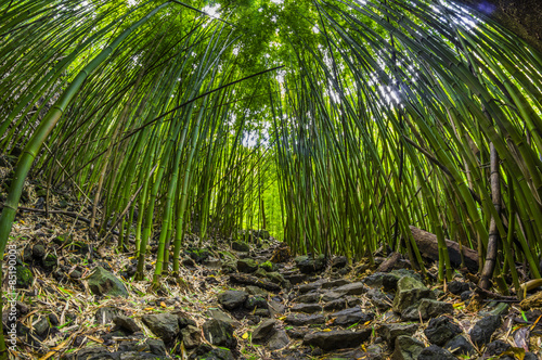 Obraz na płótnie bambus las turystyka piesza włóczęga