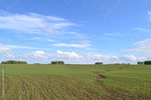 Fotoroleta trawa natura lato rolnictwo pole