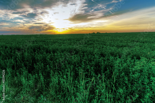 Naklejka green field on a background of a beautiful sunset.