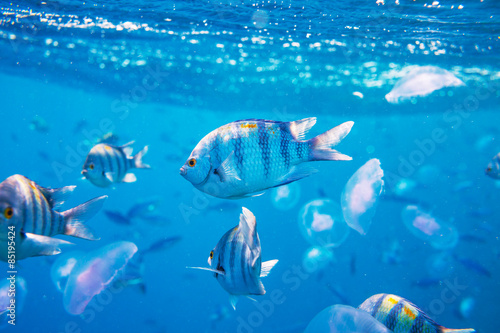 Naklejka wyspa podwodne morze karaiby