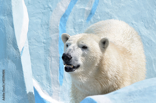 Fotoroleta fauna natura niedźwiedź śnieg