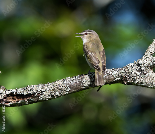 Fototapeta oko twarz natura ptak