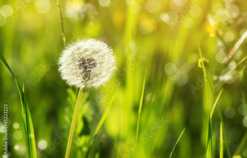 Naklejka piękny kwiat trawa roślina natura