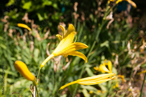 Fotoroleta piękny natura lato kwiat