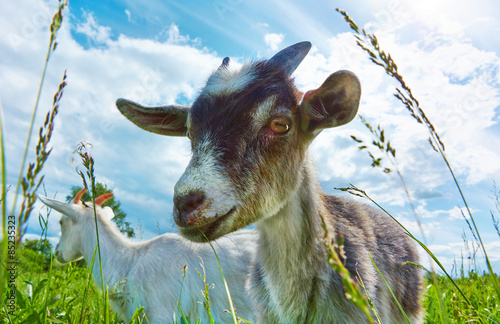 Obraz na płótnie pole łąka natura portret bydło