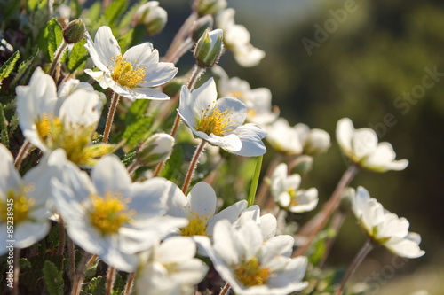 Fotoroleta ogród roślina kwiat natura