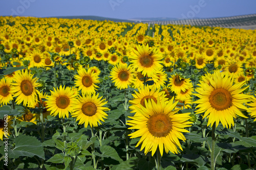 Obraz na płótnie słonecznik natura słońce kwiat pole