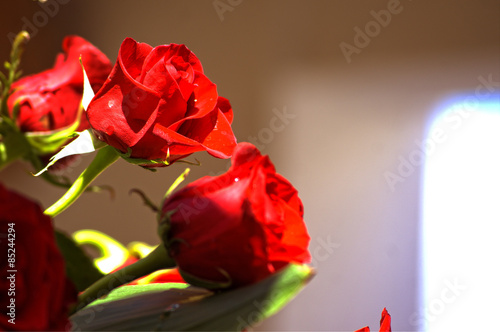 Fototapeta roślina rose czerwony różowy