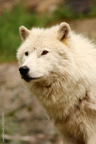 Fototapeta fauna lato ssak ameryka kanada