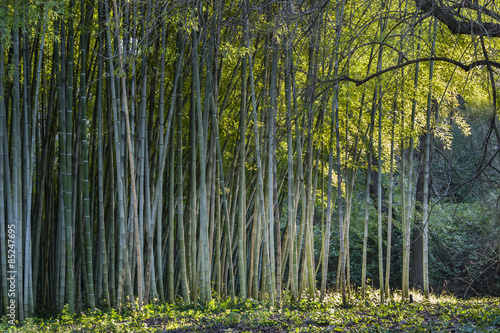 Naklejka zen roślina las ogród natura