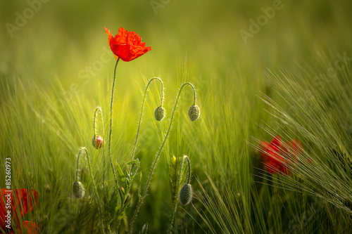 Obraz na płótnie pole kwiat mak zielony czerwony