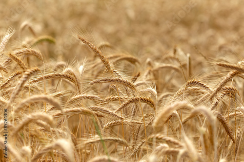 Obraz na płótnie zboże natura pole