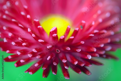 Fototapeta wzór gerbera ogród pyłek