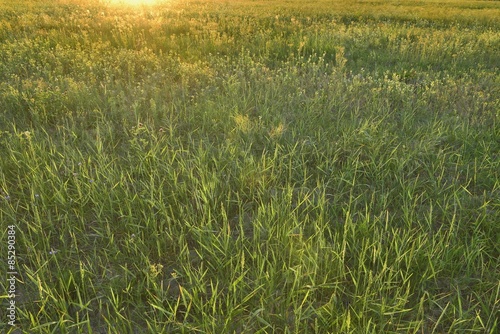 Naklejka przystojny trawa natura