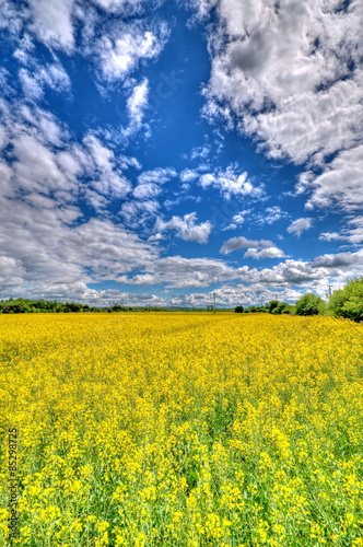 Obraz na płótnie natura olej roślina