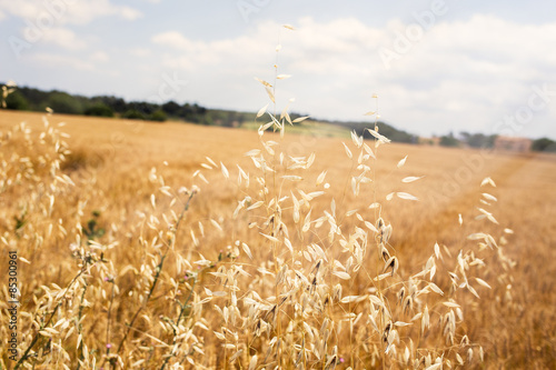 Fotoroleta roślina pejzaż natura