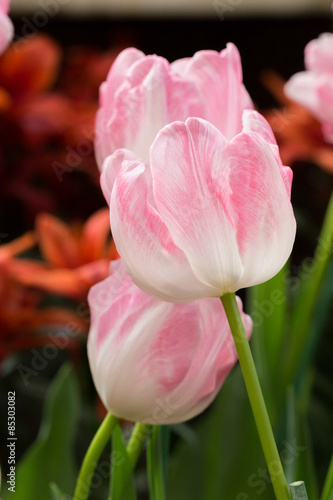 Naklejka lato tulipan ogród roślina kwiat