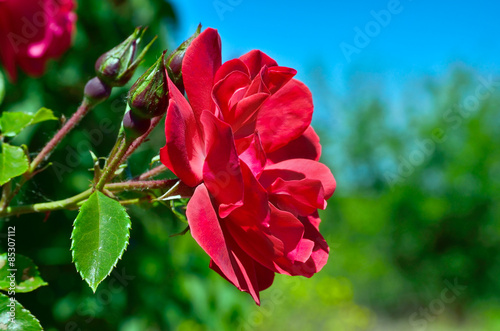 Fotoroleta niebo rosa natura kwiat