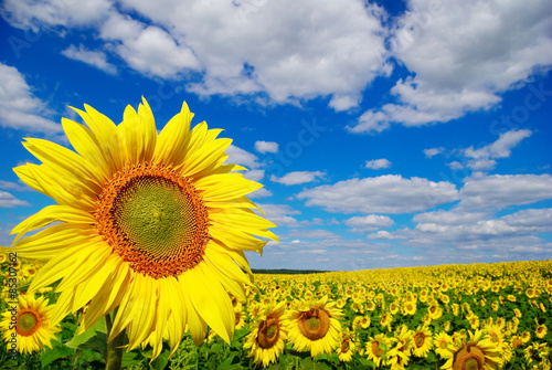 Fotoroleta słońce słonecznik łąka rolnictwo roślina