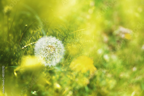 Fotoroleta trawa żółty umrzeć wiatr puch